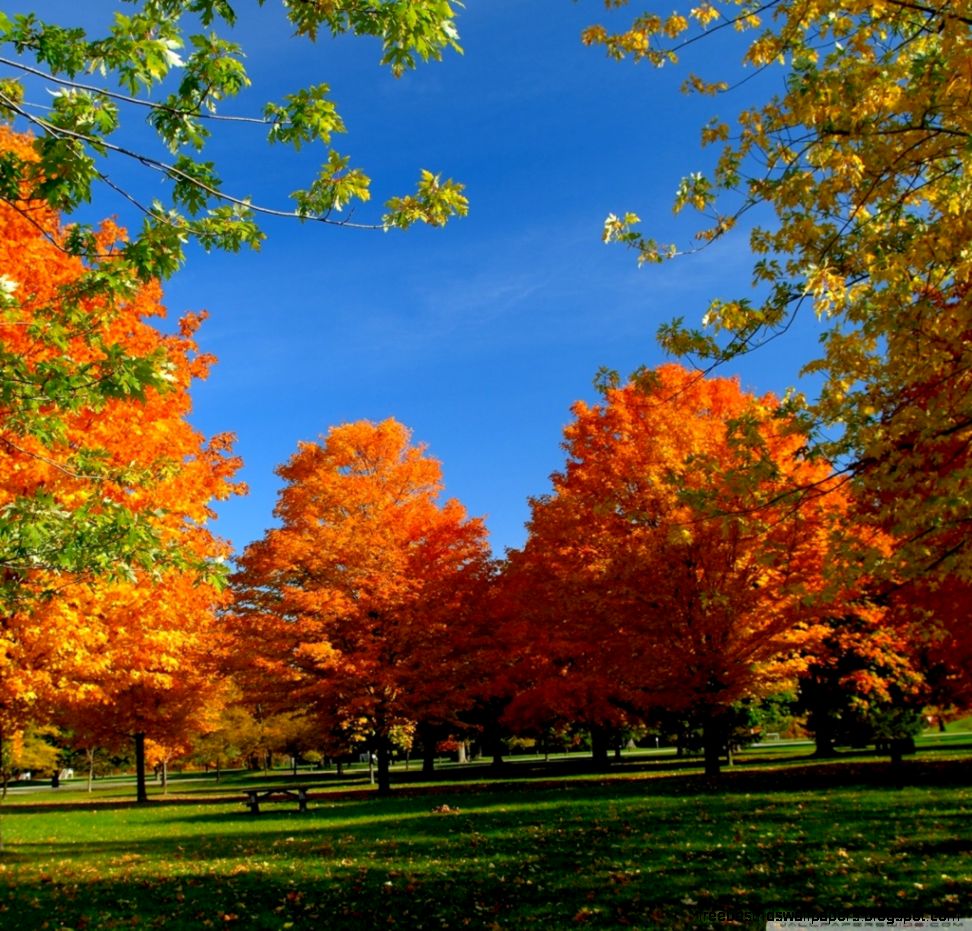 Orange Fall Trees HD desktop wallpaper High Definition Orange Fall Trees HD desktop wallpaper High Definition