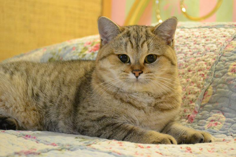 Si Silverbuttons Cattery Of Silver And Golden Shaded British