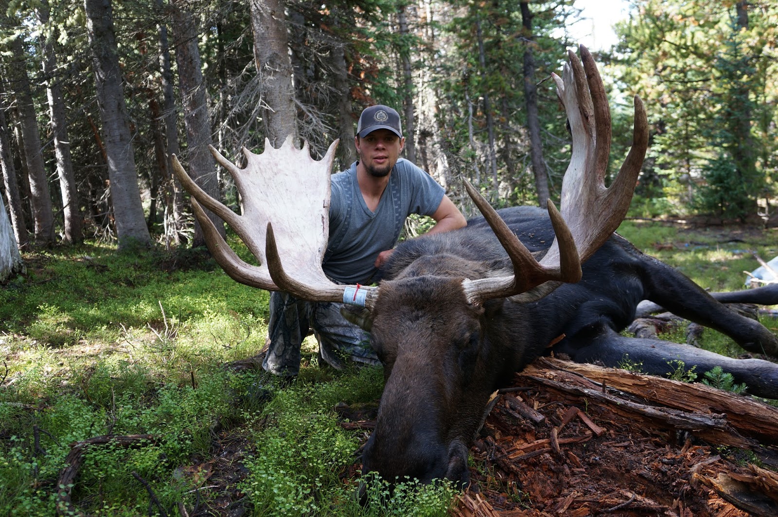 Solid Hookups High Country CO Archery Bull Moose Hunt