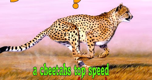 a cheetahs top speed is 114kph (70mph) | Did you know