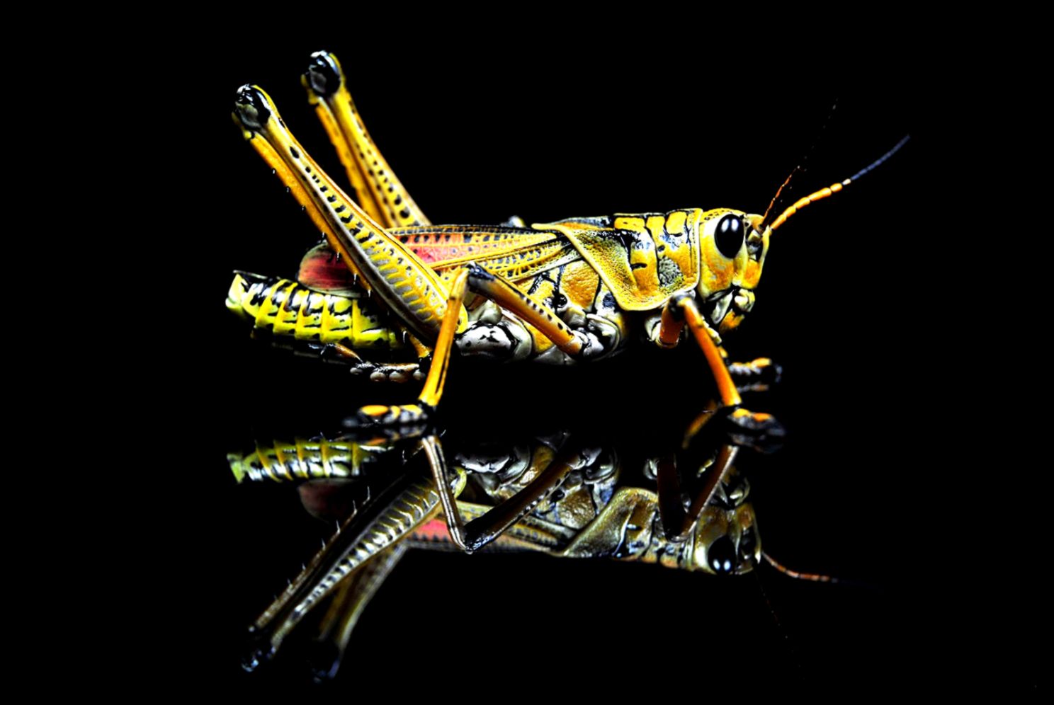 Grasshopper Hid In Flowers Wallpaper HD 2061 Wallpaper High Grasshopper Hid In Flowers Wallpaper HD 2061 Wallpaper High