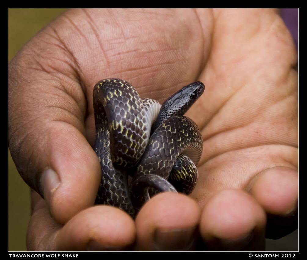 Huchchara Santhe Snakes from Goa
