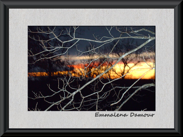 Sunset Branches