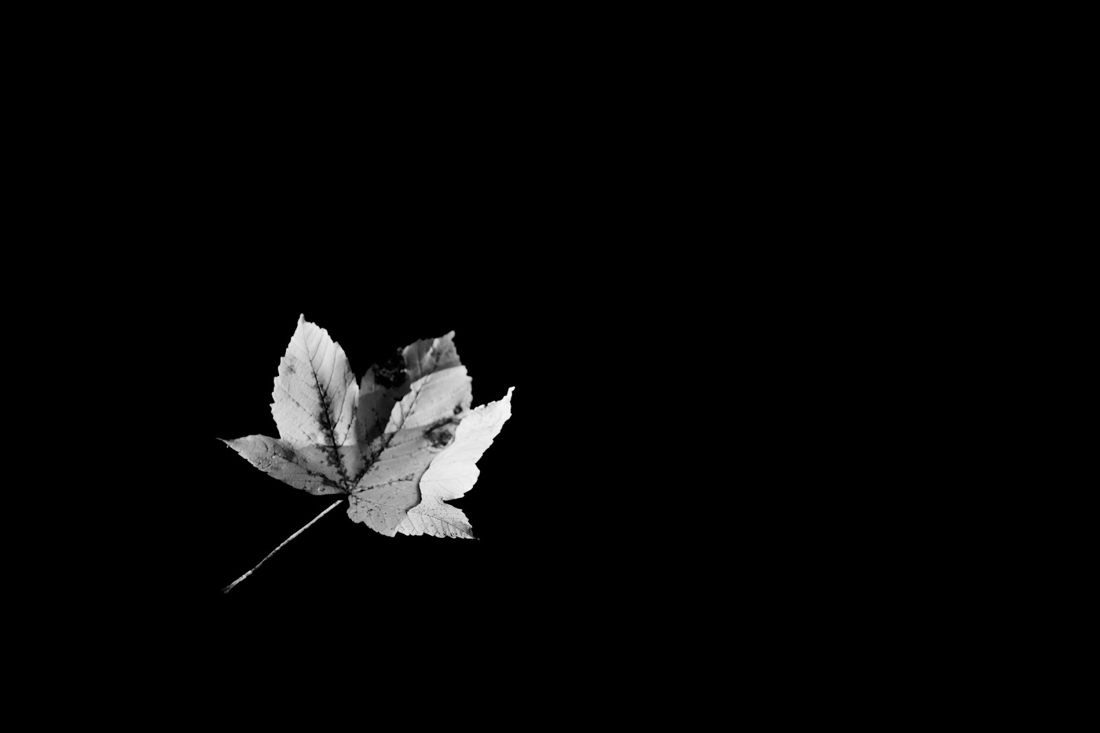 Image automne noir et blanc