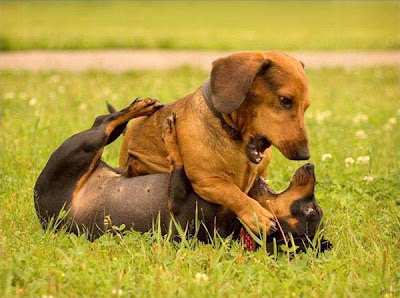 Smartest Dog How To Stop Dog Fighting Attack Or Aggression