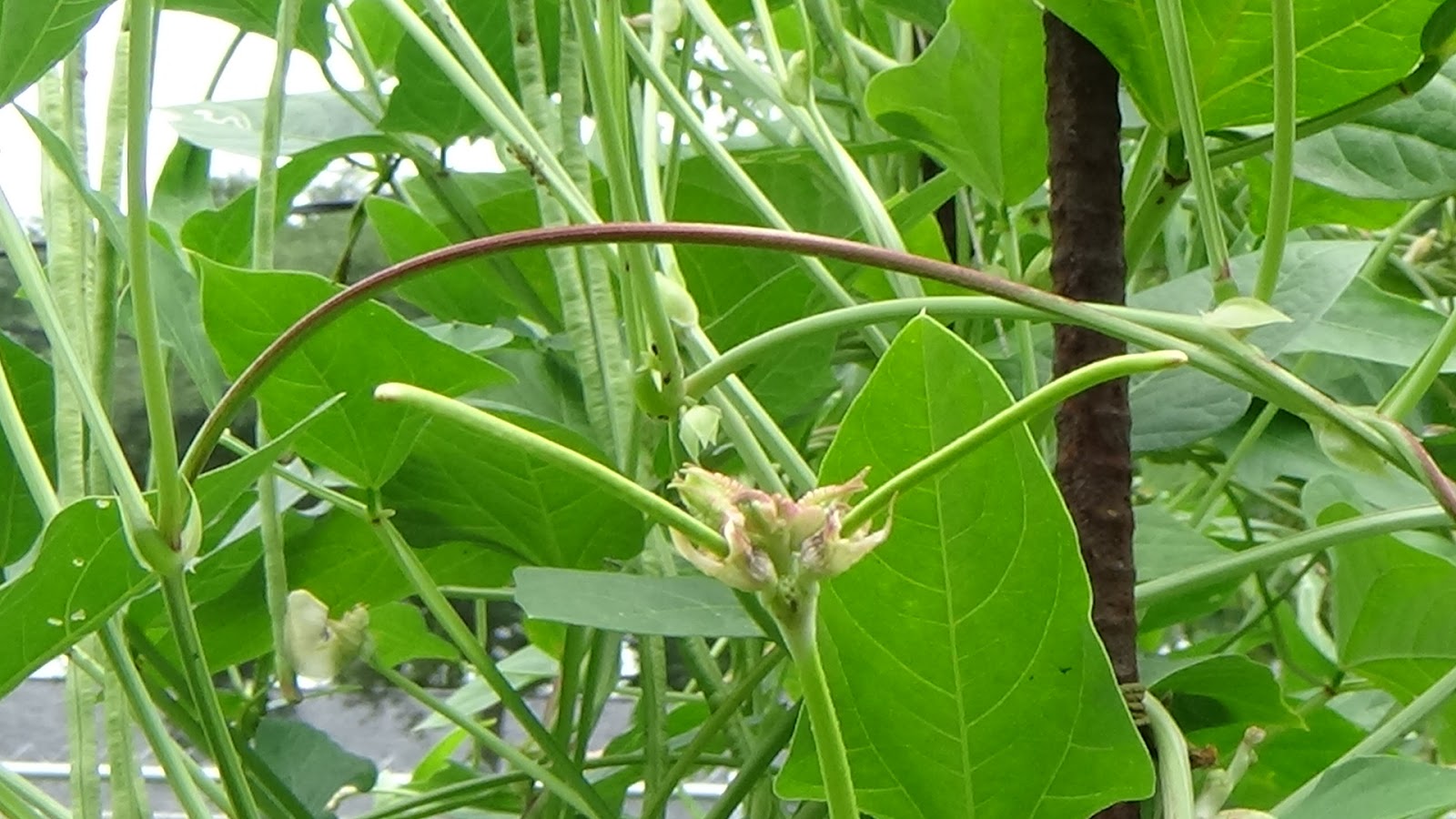 Cappy & Pegody's World Our Yard Long Beans...Seriously.