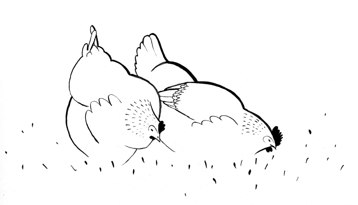 Sketches Of Hen