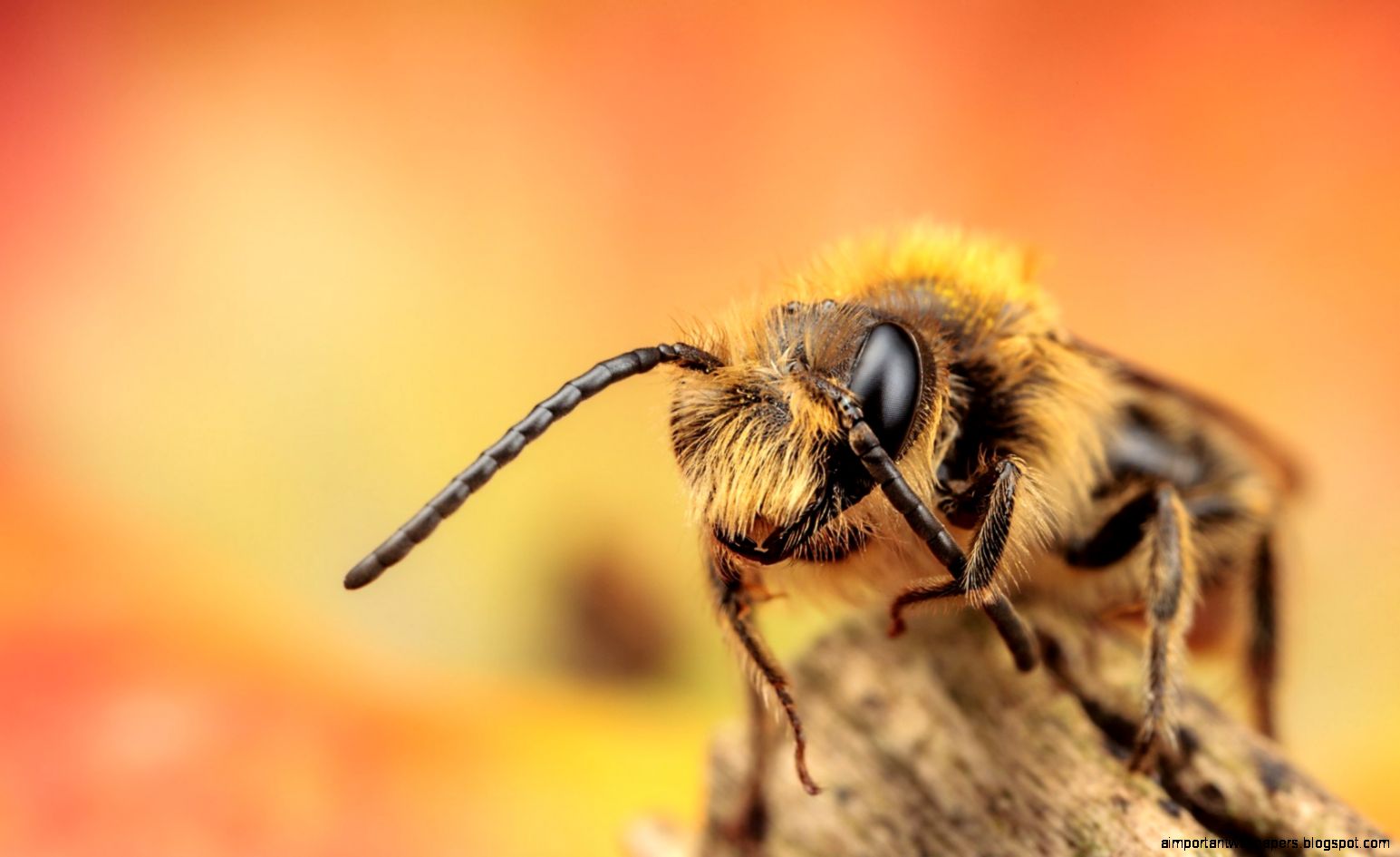 Bee Insect Macro HD Wallpaper FreeWallsUp Bee Insect Macro HD Wallpaper FreeWallsUp