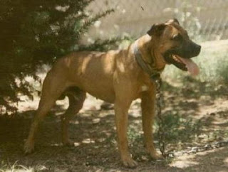 Nigerino Pitbull Bloodline