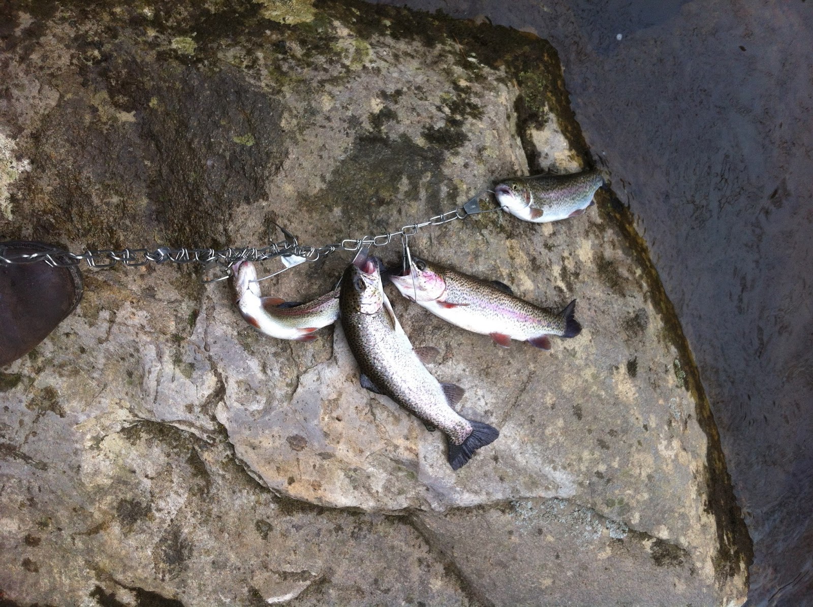 Tellico River Trout Fishing A Tourist Perspective Tellico River where