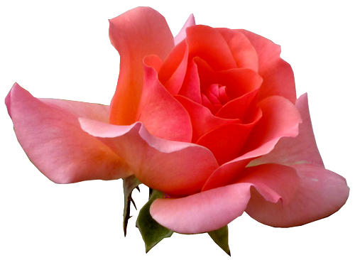 Aco Transparence Rose Detouree Aco Transparence Rose Detouree