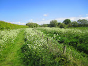 The path to Cheesecake HideBank Island, North Yorkshire (bankisland)