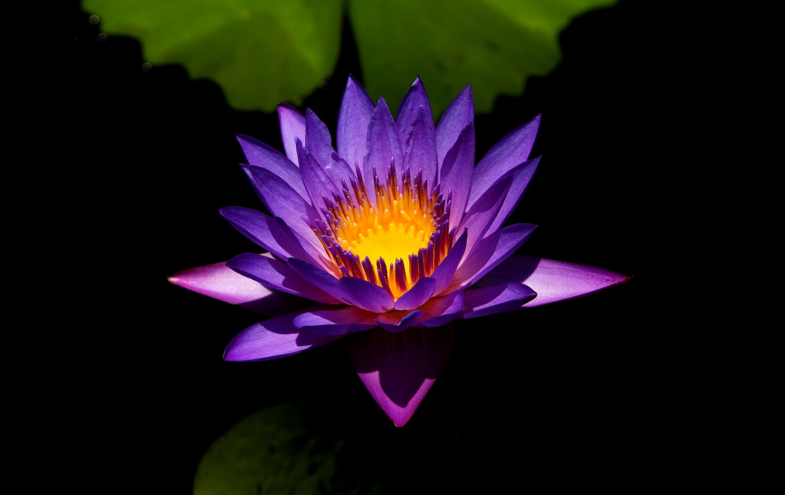 Purple Garden Flowers Hd Hd Wallpapers Purple Garden Flowers Hd Hd Wallpapers