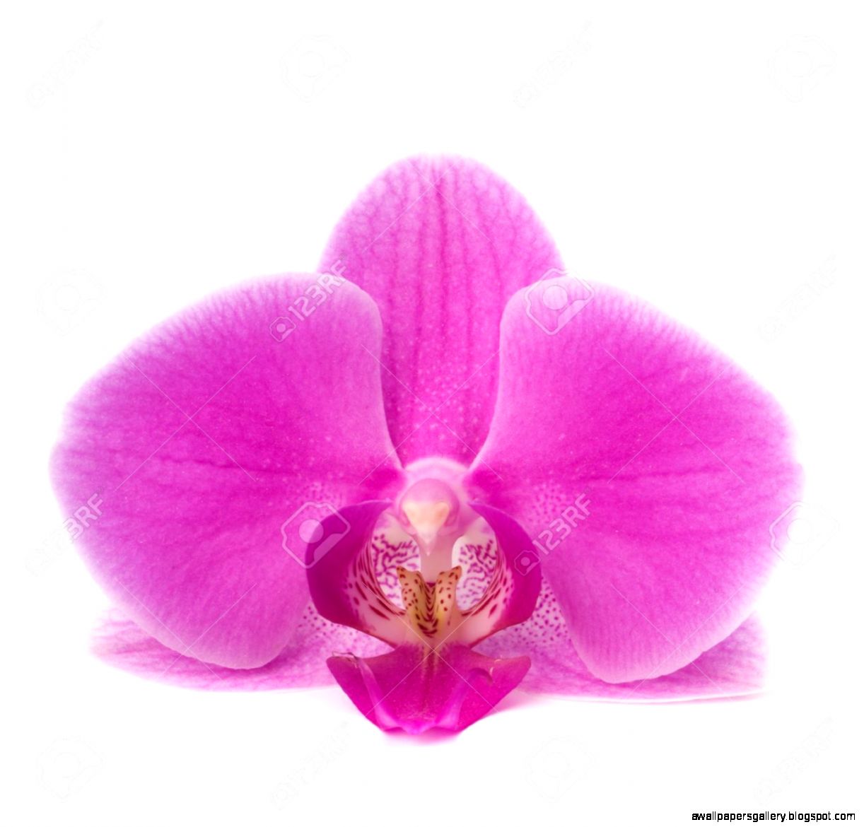 Single Orchid | Wallpapers Gallery