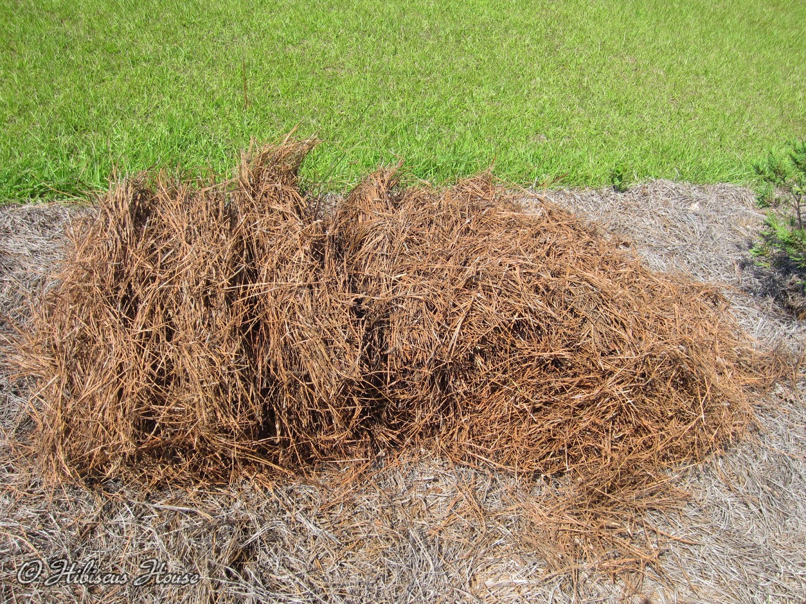 Hibiscus House Pine Straw by the Truckload!