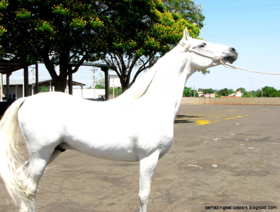 Free Download Arab Horse Images Free Download Arab Horse Images