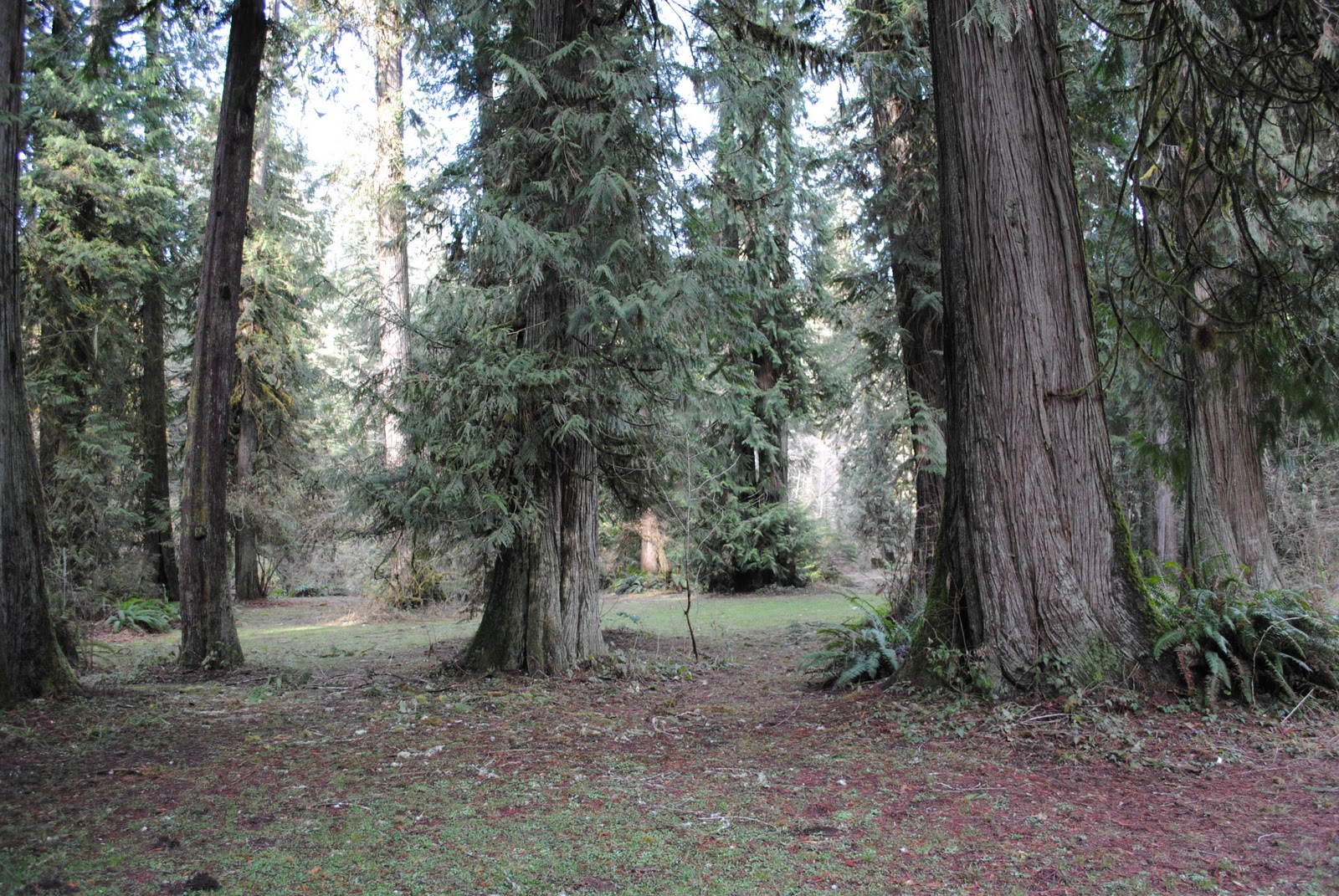Black Watch Sasquatch Eagle Fern Park Estacada, Oregon