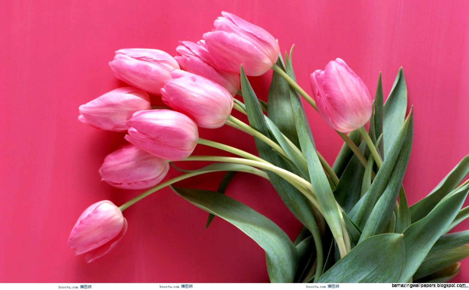 Cute Pink Rose wallpaperotherhealth questionspicturesfotos Cute Pink Rose wallpaperotherhealth questionspicturesfotos