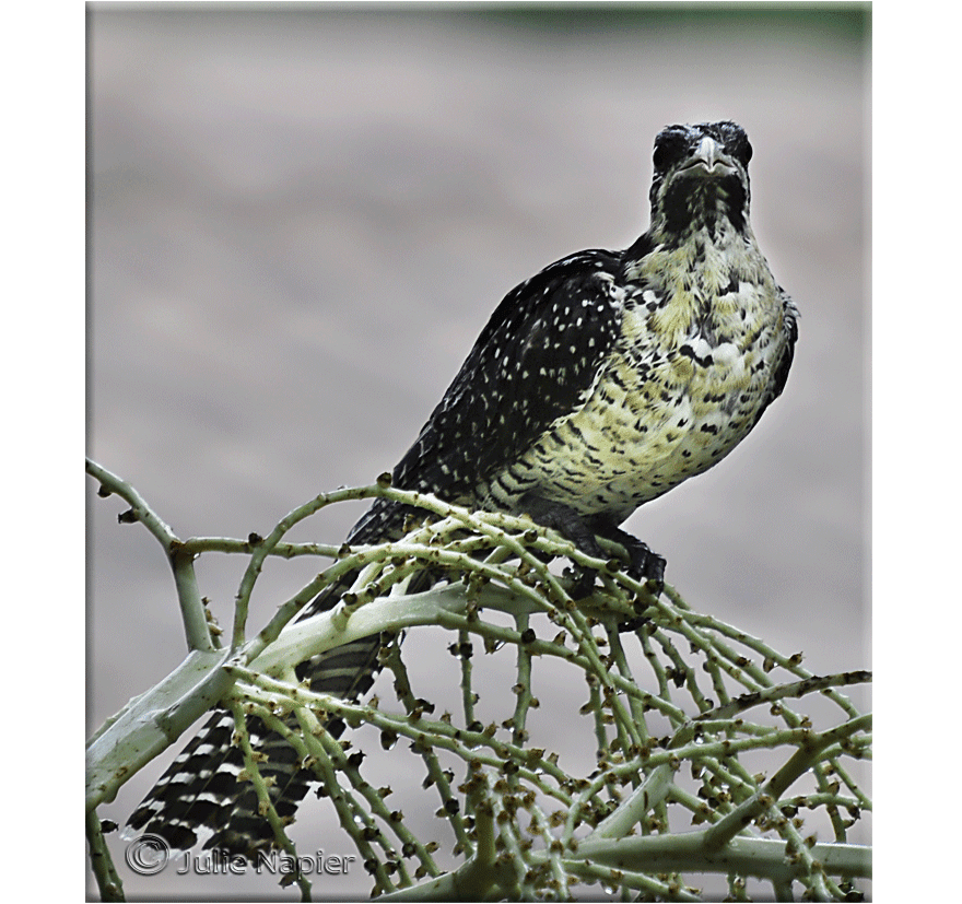 Female Koel