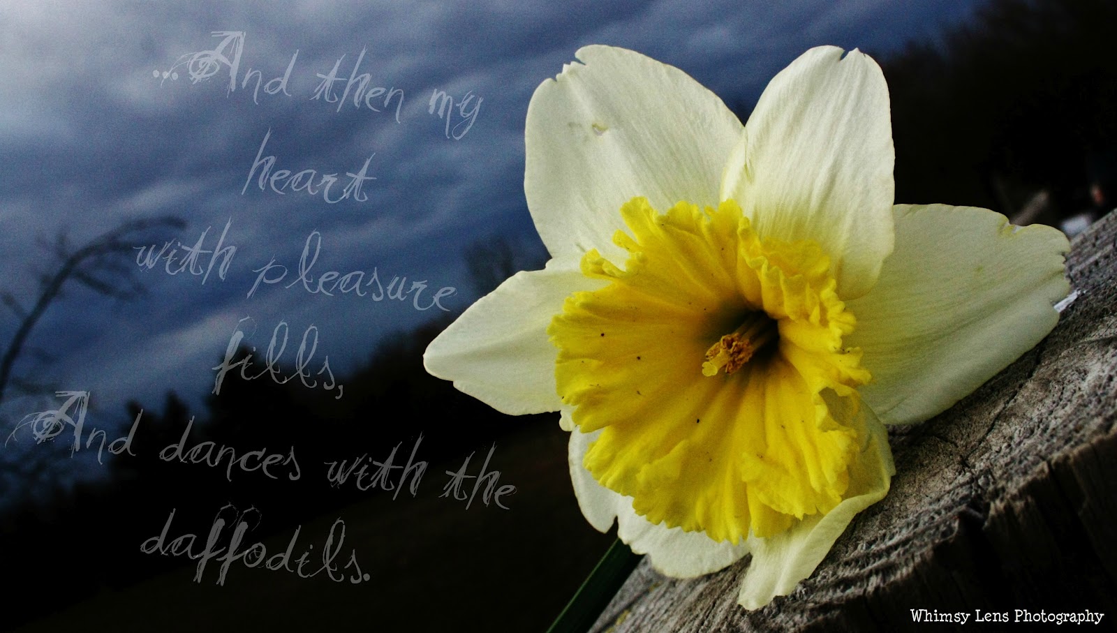 Muse on the Loose Daffodil