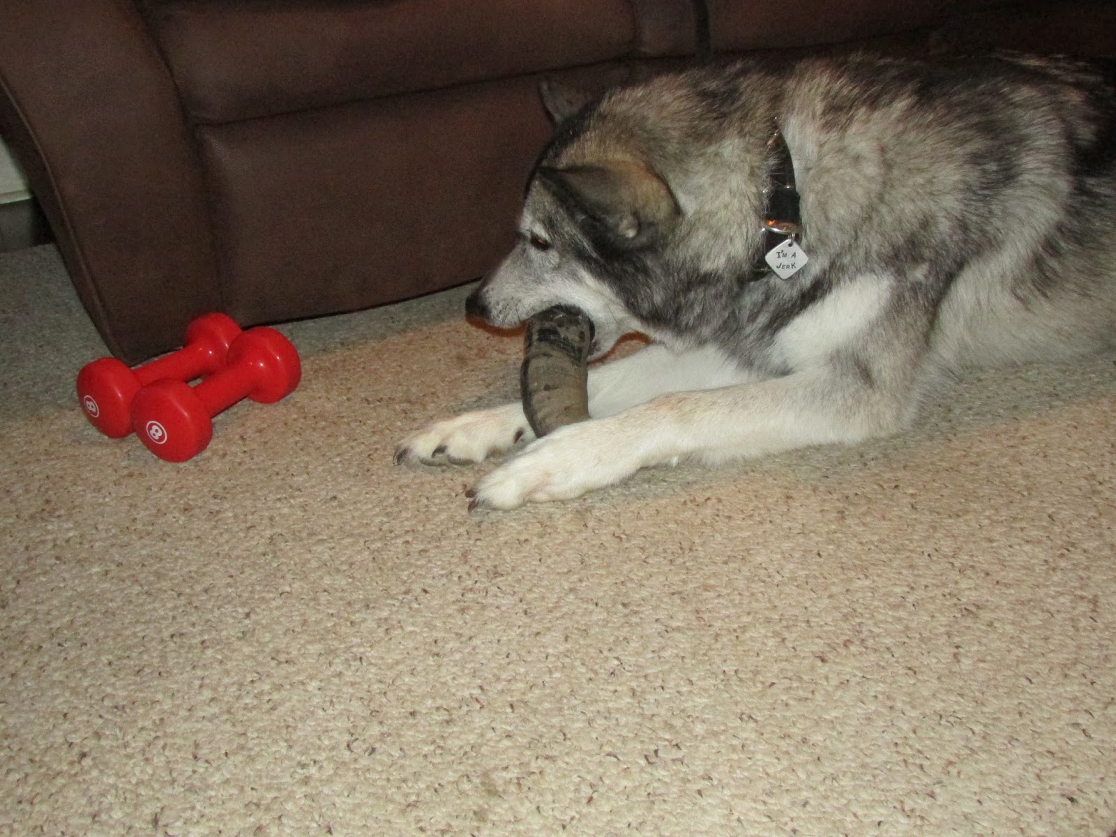 My Rotten Dogs Bully Horn Review