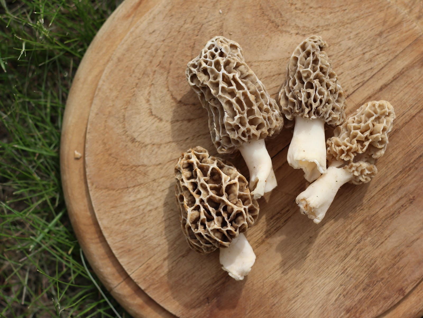 Food for Hunters Morel Mushroom, Leek and Shallot Pizza