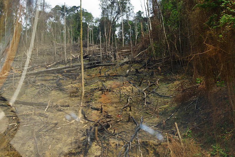 Déforestation traditionnelle!