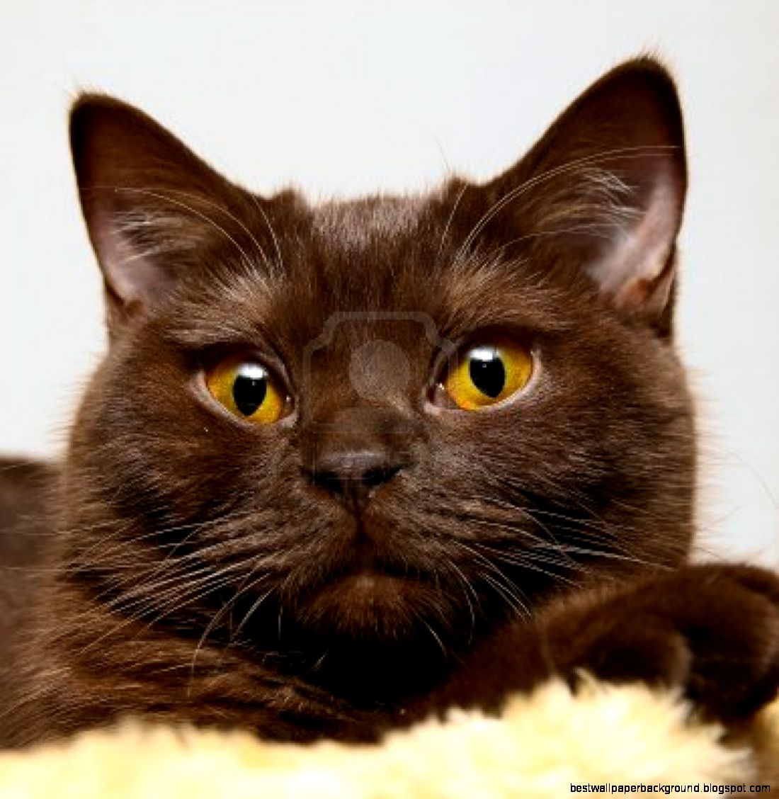 Image 9008688 closeup of a british brown cat with yellow eyes Image 9008688 closeup of a british brown cat with yellow eyes