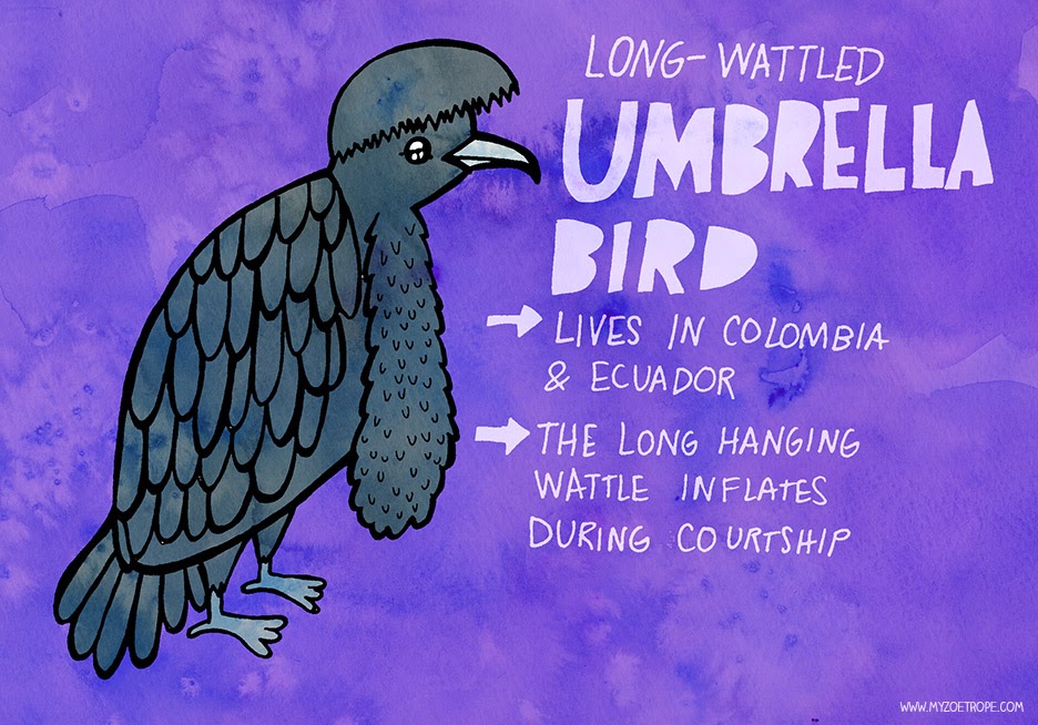 My Zoetrope 301 Umbrellabird