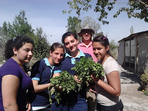 COSECHANDO EL PEREJIL EN NUESTRA HUERTA