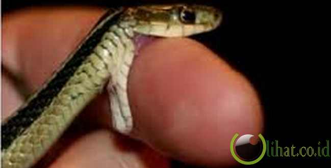 BISA ULAR WELING BISA ULAR WELING