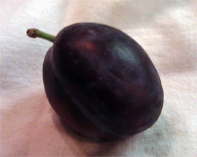 free download italian plums free download italian plums