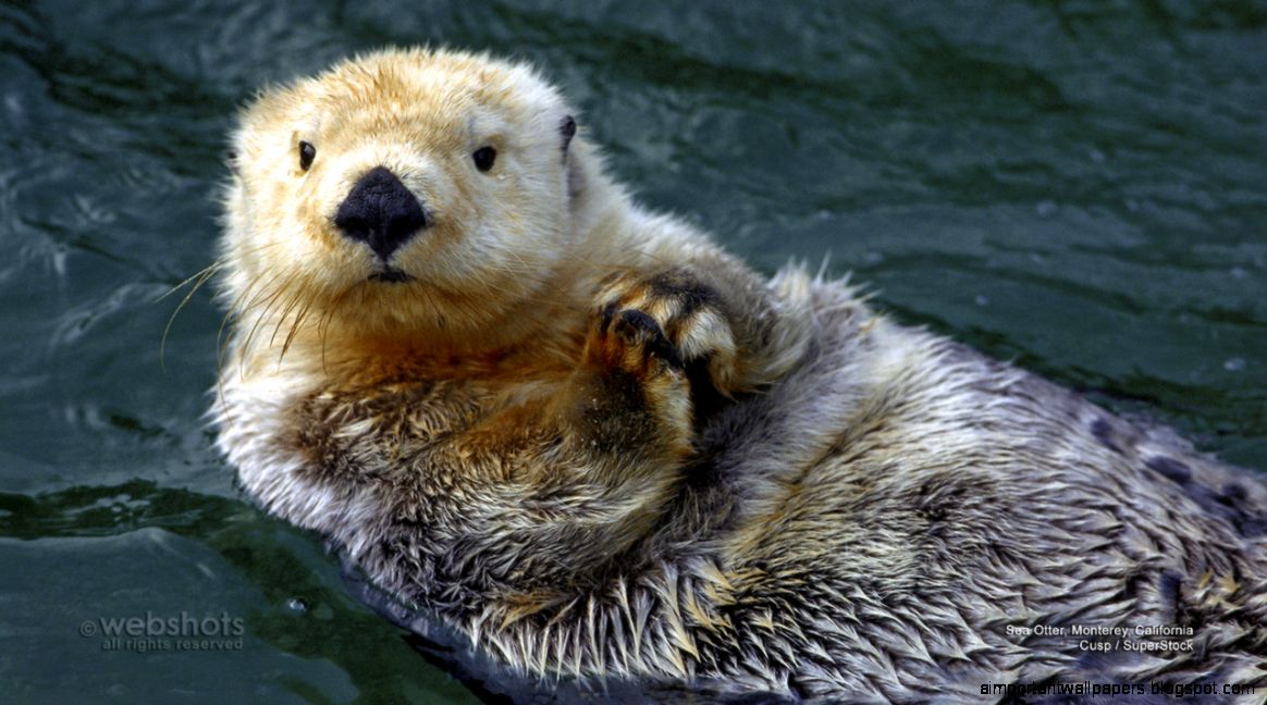 Sea Otter Hd Wallpaper Free HD Desktop Wallpapers Widescreen Sea Otter Hd Wallpaper Free HD Desktop Wallpapers Widescreen