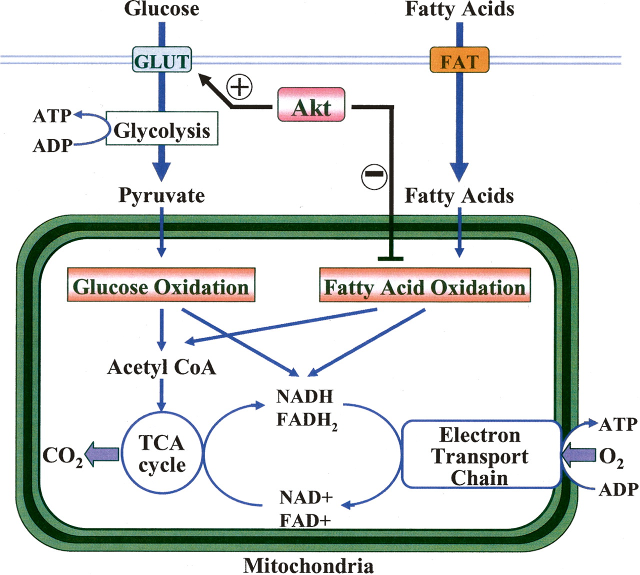 Bio Geo Nerd Metabolic pathways