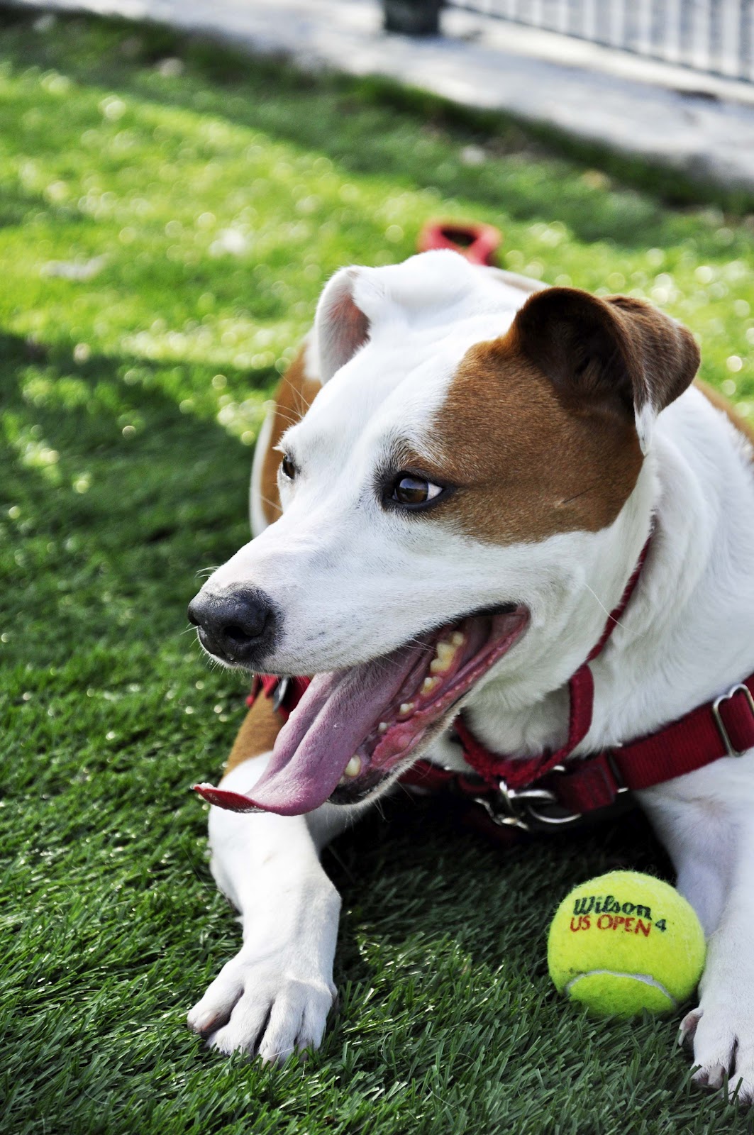 Dogs In the Bubble Kona Winged Dog