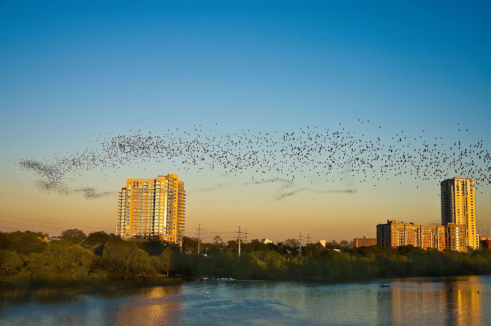 All About the Journey The Bats of Austin