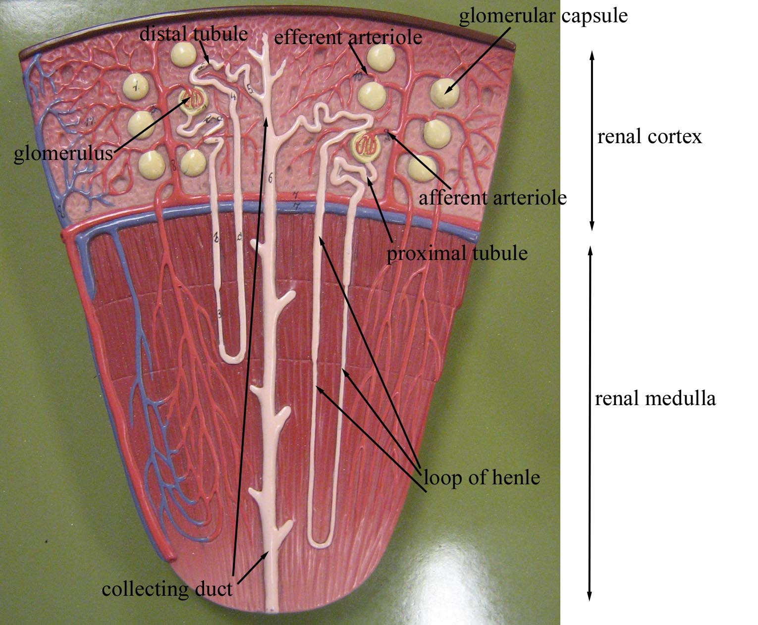 Model of a Nephron | Medical anatomy, Kidney anatomy, Physiology