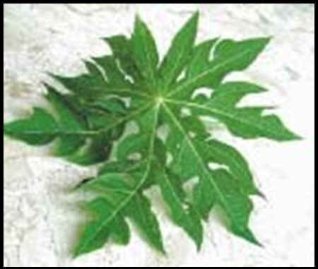 Daun Daun