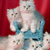 Cat Love