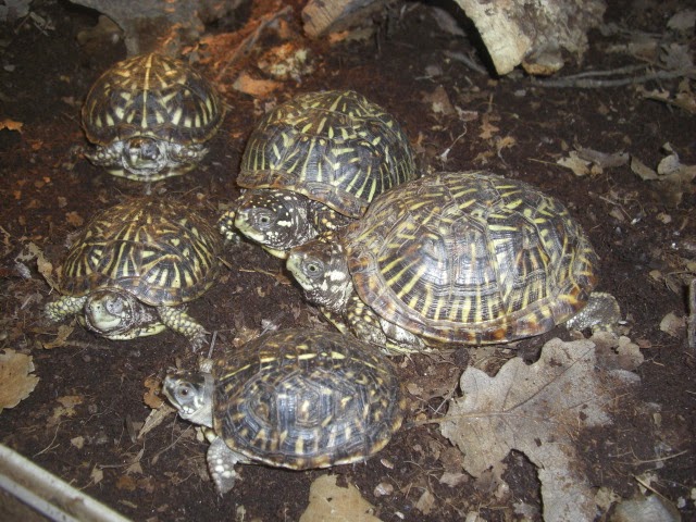 Terrapene ornata ornata - Ornate box turtle