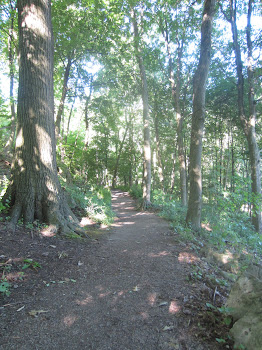 Wouldn't you love to run down this trail?