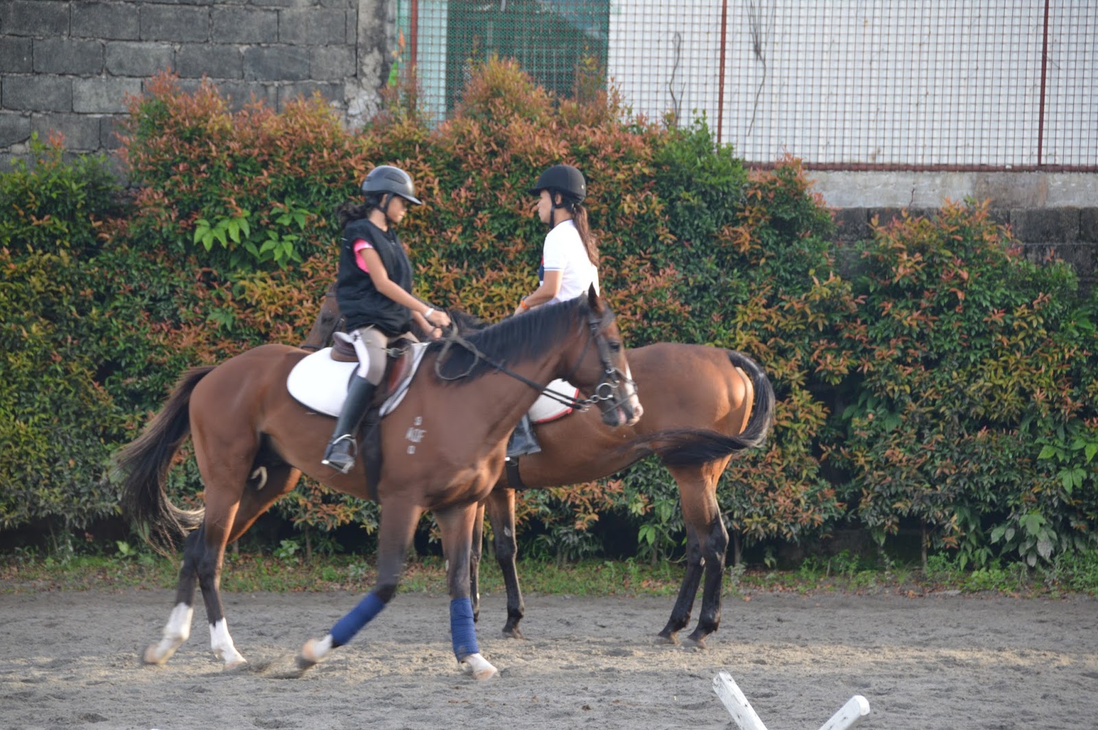 Horse Riding Philippines Yana Loves the Cavaletti Horse Riding Lesson