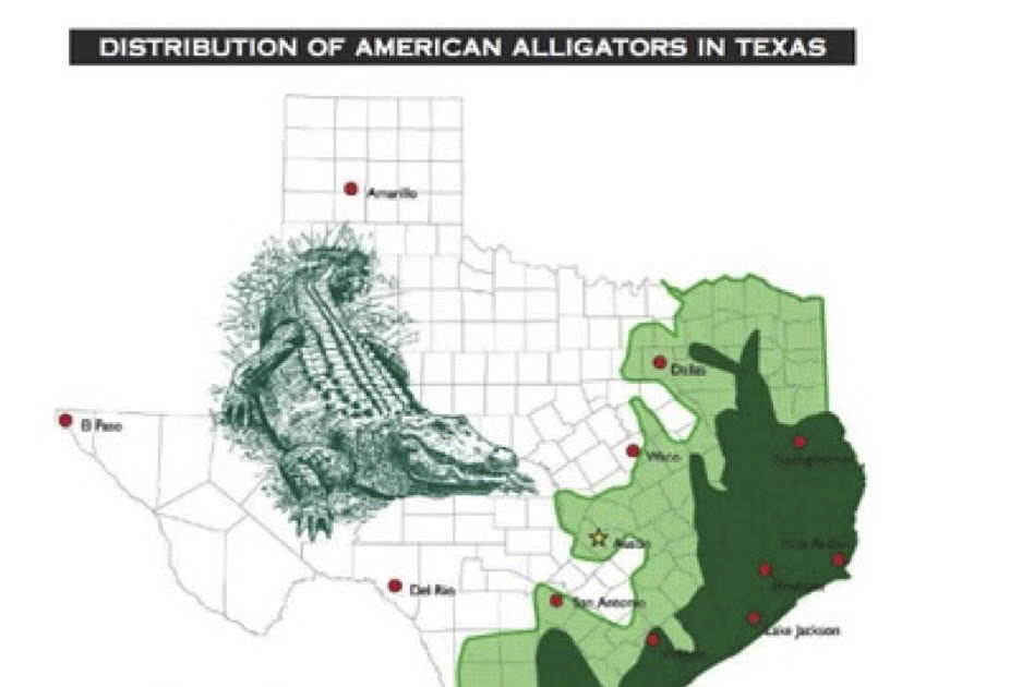 Alligators In Texas Map Texas Cryptid Hunter: A Tale Of Two "Alligators"