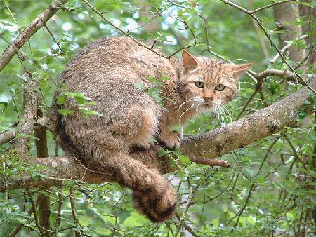IMMAGINE FORTE - Una trappola per catturare animali, il gatto