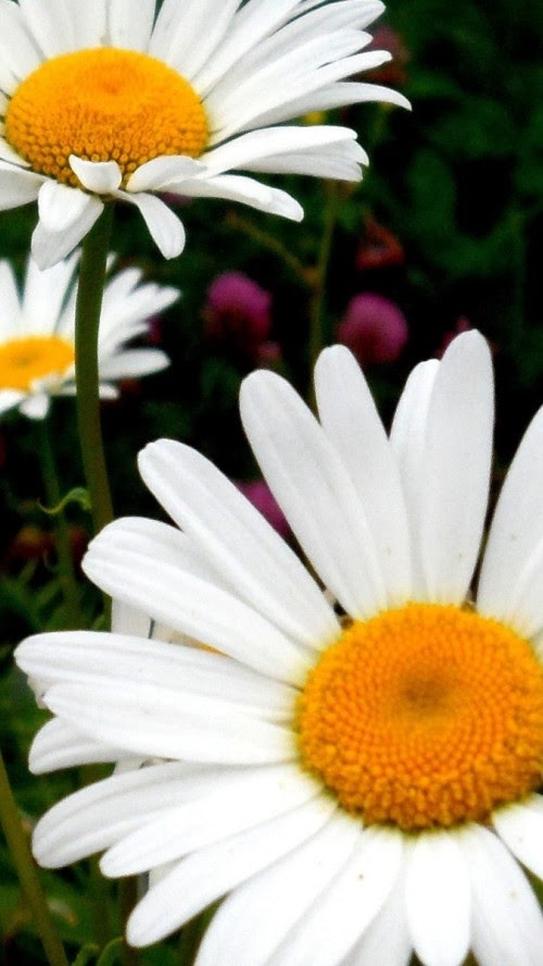 Wallpapers For Iphone White Flowers With Orange Heart Hq