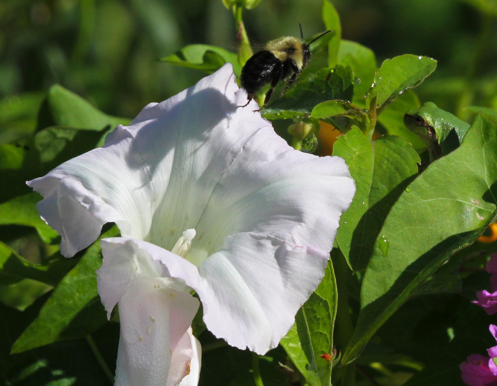 All of Nature Field Bindweed A Beautiful Pest
