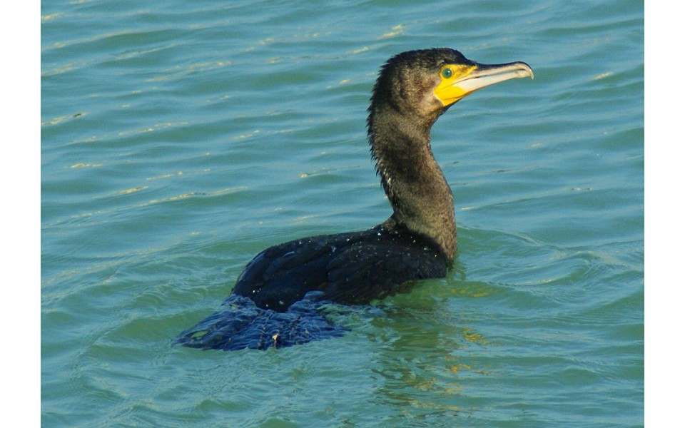 Inuit del Lario QUANTO MANGIA IL CORMORANO?