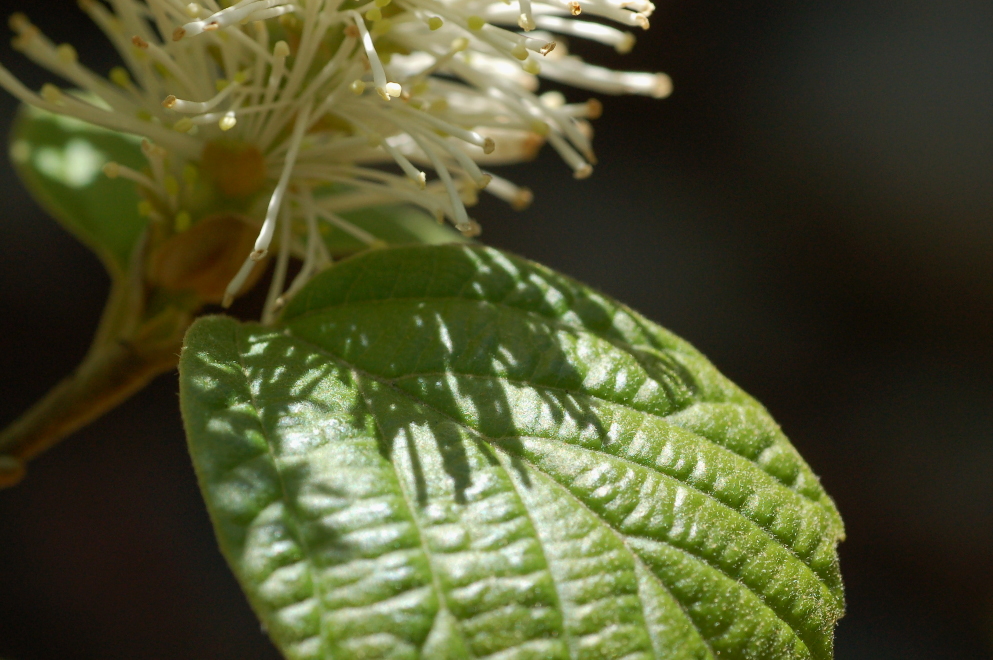 Witch Alders Fothergilla Rotary Botanical Gardens