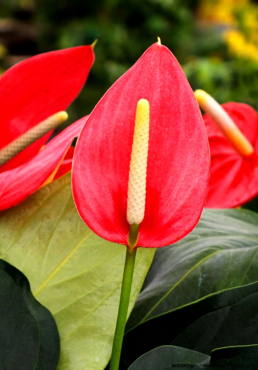 Tropical Flower Design – Creating Unique Fl Designs Tropical Flower Design – Creating Unique Fl Designs