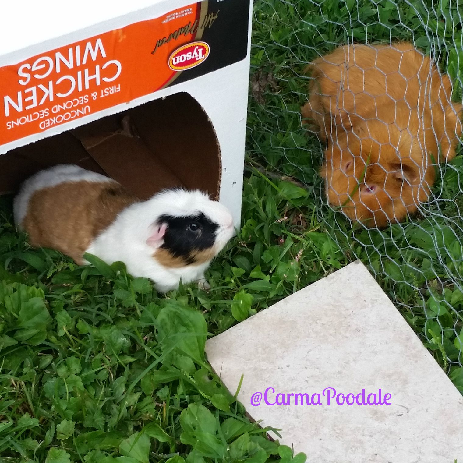 Carma Poodale Fostering Cookie the Guinea Pig
